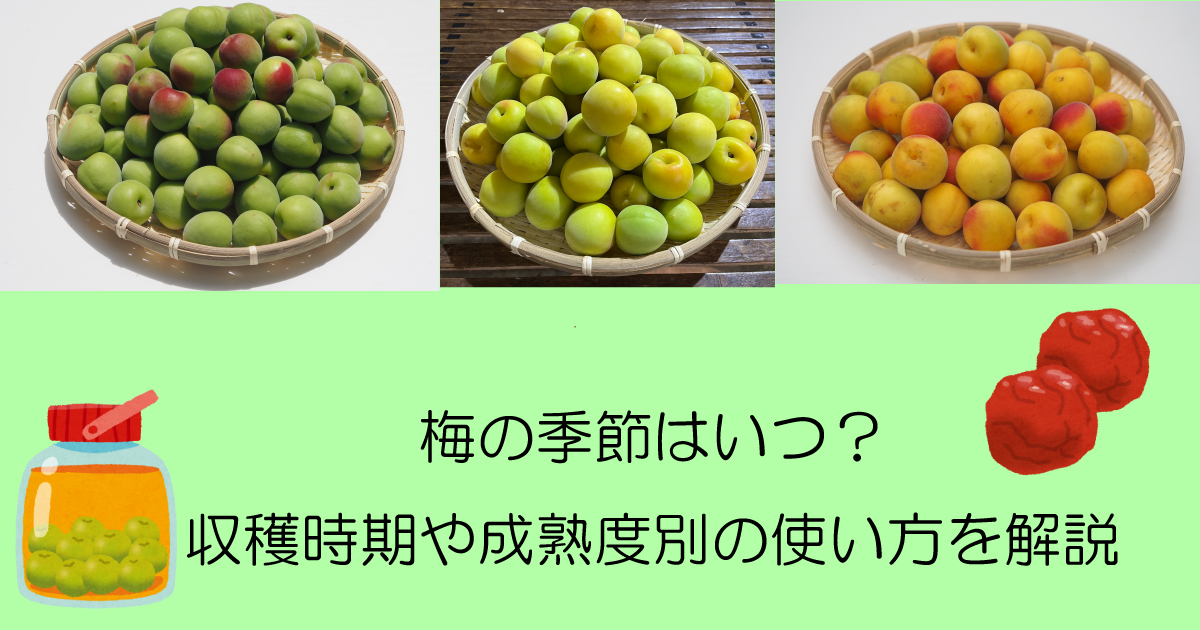 梅の季節と使い方:収穫時期と成熟度ごとの楽しみ方を詳しく解説 | 農家のやまさき